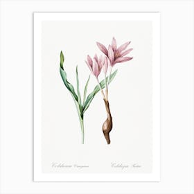 Autumn Crocus Illustration From Les Liliacées, Pierre Joseph Redoute Art Print