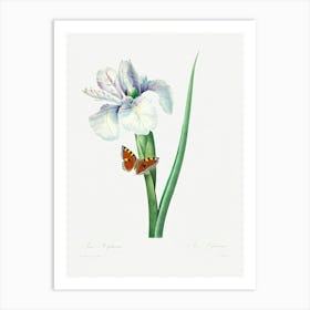 Spanish Iris, Pierre Joseph Redoute (2) Art Print