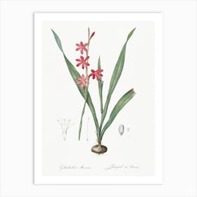 Watsonia Illustration From Les Liliacées, Pierre Joseph Redouté Art Print