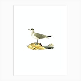 Vintage Common Gull Bird Illustration on Pure White n.0197 Art Print
