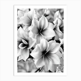 Amaryllis B&W Pencil 1 Flower Art Print