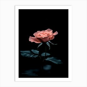 Pink Rose On Black Background 66 Art Print