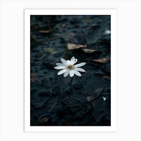 Single Flower In Water 12 Art Print