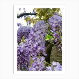 Img 4321 Blooming wisteria Art Print