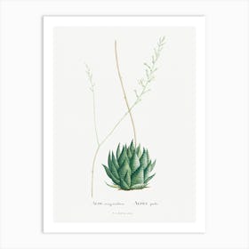 Aloe Margaritifera Image From Histoire Des Plantes Grasses (1799), Pierre Joseph Redoute Art Print