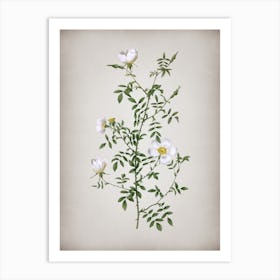 Vintage Hedge Rose Botanical on Parchment Art Print