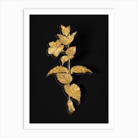 Vintage Greater Periwinkle Flower Botanical in Gold on Black n.0615 Art Print