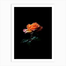 Orange Rose On Black Background 17 Art Print