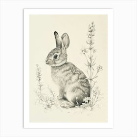 Britannia Petite Rabbit Drawing 1 Art Print