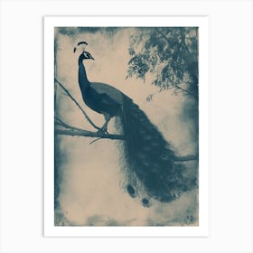 Vintage Blue Tones Peacock Photograph Inspired 4 Art Print