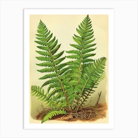 Vintage Illustration Leatherleaf Fern 4 Art Print