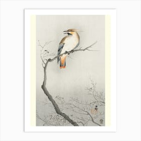 Japanese Plague Bird On Branch (1900 1910), Ohara Koson Art Print