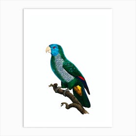 Vintage Saint Lucia Amazon Parrot Bird Illustration on Pure White Art Print