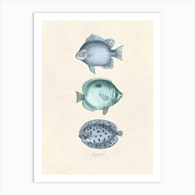 Vintage Illustration Three Fish Art Print