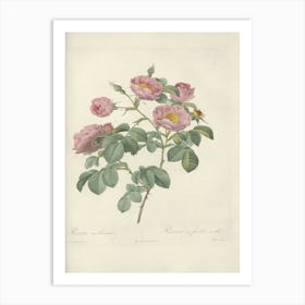 Rose Illustration, Pierre Joseph Redoute (33) Art Print