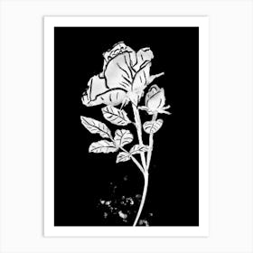 White Rose line drawing on black background 1 Art Print