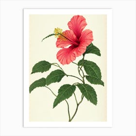 Hibiscus Vintage Botanical 2 Flower Art Print