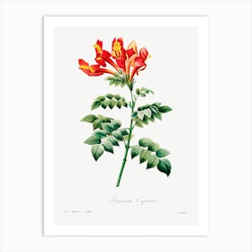 Bignonia Capensis, Pierre Joseph Redoute Art Print