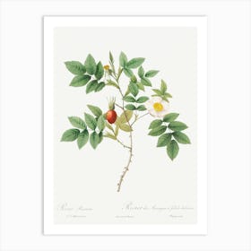 Bidentate Mountain Rose, Pierre Joseph Redoute Art Print