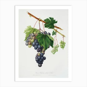 Grape From Ischia (Viti Vinifera Vegetatione Insana) From Pomona Italiana, Giorgio Gallesio Art Print