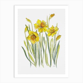 Daffodils Art Print