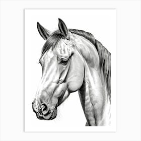 Highly Detailed Pencil Sketch Portrait of Horse with Soulful Eyes 12 Art Print