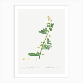 Tetragonia Decumbens, Pierre Joseph Redoute Art Print