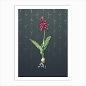 Vintage Lachenalia Pendula Botanical on Slate Gray Pattern n.1365 Art Print