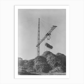 Untitled Photo, Possibly Related To Unloading Sugarcane From Special Trailer At Sugar Mill Near Jeanerette, Louisiana Art Print