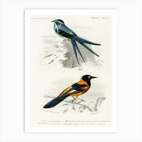 Different Types Of Birds, Charles Dessalines D'Orbigny 24 Art Print