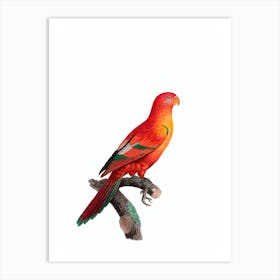 Vintage Crimson Shining Parrot Bird Illustration on Pure White n.0034 Art Print