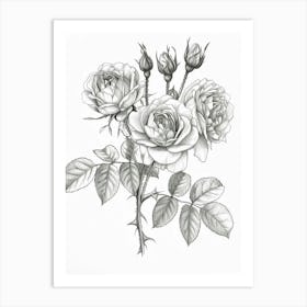 Roses Sketch 57 Art Print