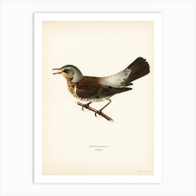 Fieldfare (Turdus Pilaris), The Von Wright Brothers Art Print