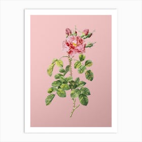 Vintage Four Seasons Rose in Bloom Botanical on Soft Pink n.0773 Art Print