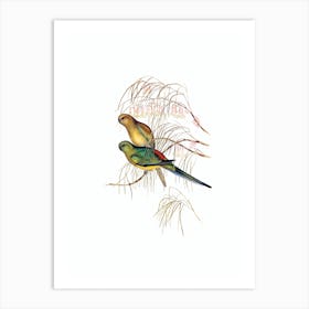 Vintage Red Backed Parakeet Parrot Bird Illustration on Pure White n.0260 Art Print