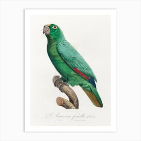 Yellow Fronted Amazon, From Natural History Of Parrots, Francois Levaillant Art Print