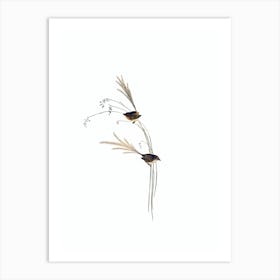 Vintage Emu Wren Bird Illustration on Pure White n.0053 Art Print