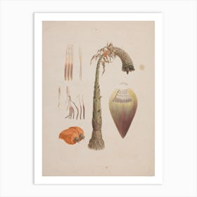 African Wild Banana, Luigi Balugani Art Print