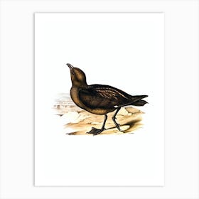 Vintage Skua Gull Bird Illustration on Pure White n.0032 Art Print