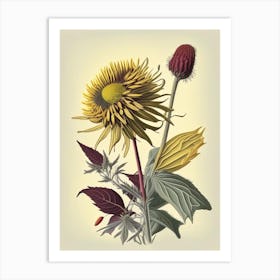 Elecampane Spices And Herbs Retro Drawing 3 Art Print