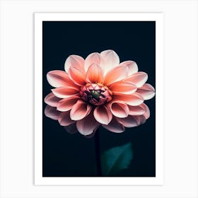 Dahlia Flower 15 Art Print