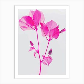 Hot Pink Bougainvillea 3 Art Print