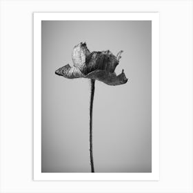 Single Flower Art Print