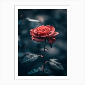 Rose In The Dark 14 Art Print