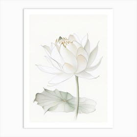 White Lotus Pencil Illustration 2 Art Print