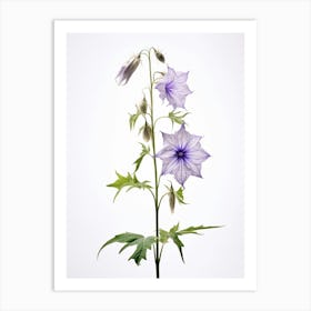 Pressed Wildflower Botanical Art Tall Bellflower 3 Art Print