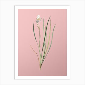 Vintage Siberian Iris Botanical on Soft Pink n.0687 Art Print