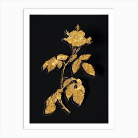 Vintage Big Leaved Climbing Rose Botanical in Gold on Black n.0098 Art Print