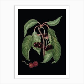 Vintage Hard Fleshed Cherry Botanical Illustration on Solid Black Art Print