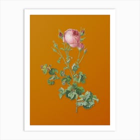 Vintage Celery Leaved Cabbage Rose Botanical on Sunset Orange n.0107 Art Print